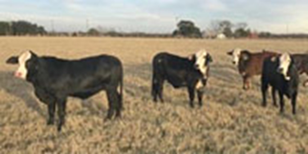 11 F1 Braford & BWF Bred Heifers... Central TX