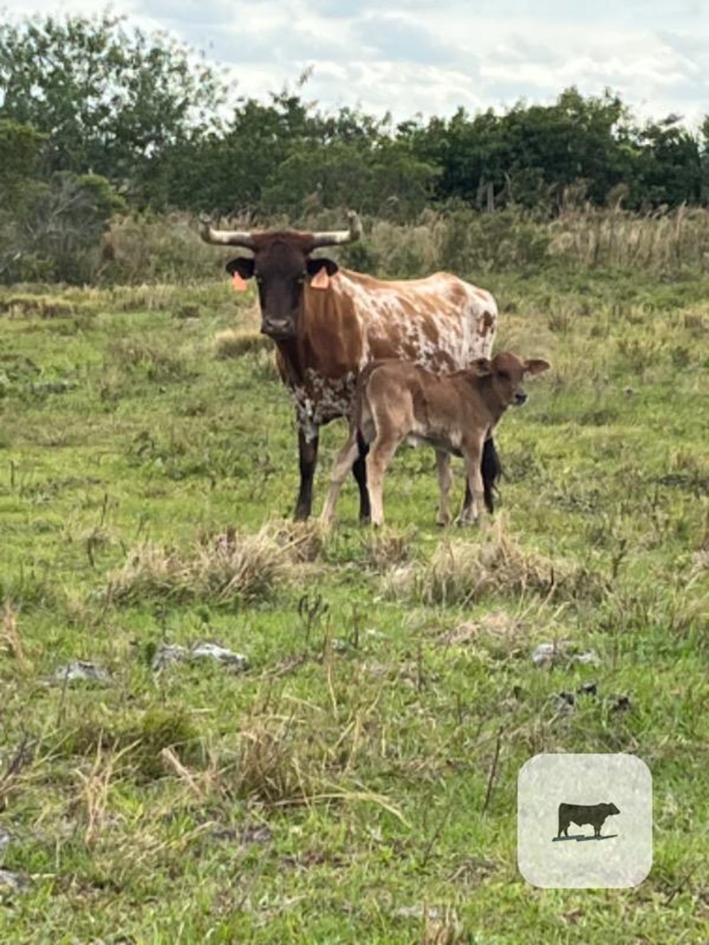 Cattle Range Listing Photo