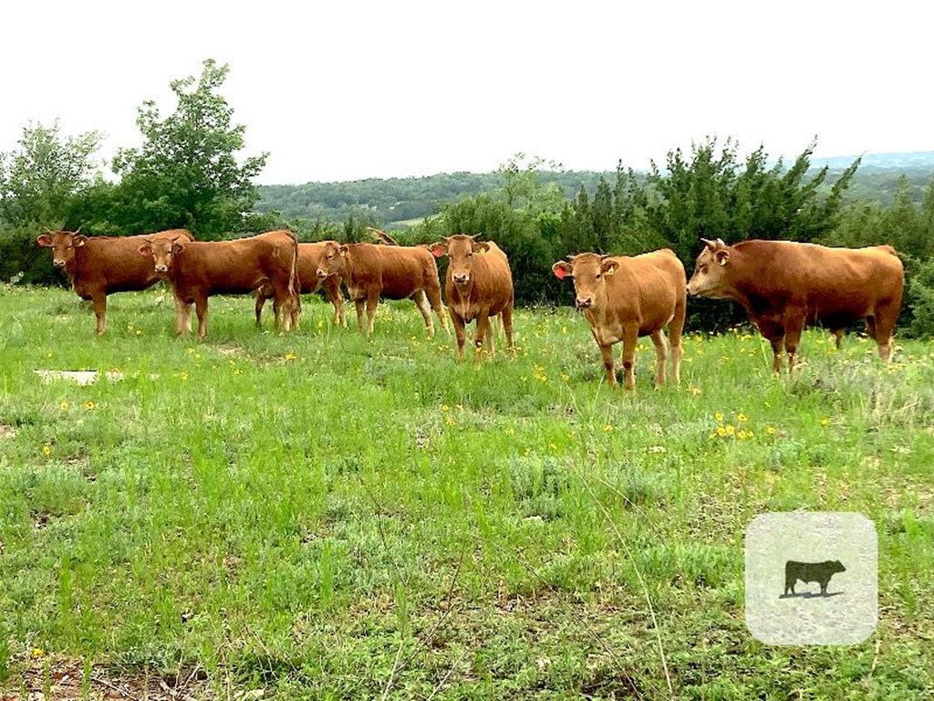 Cattle Range Listing Photo