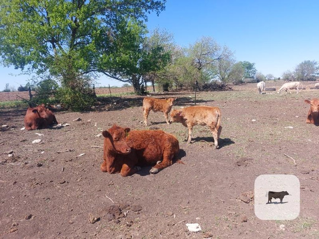 Cattle Range Listing Photo