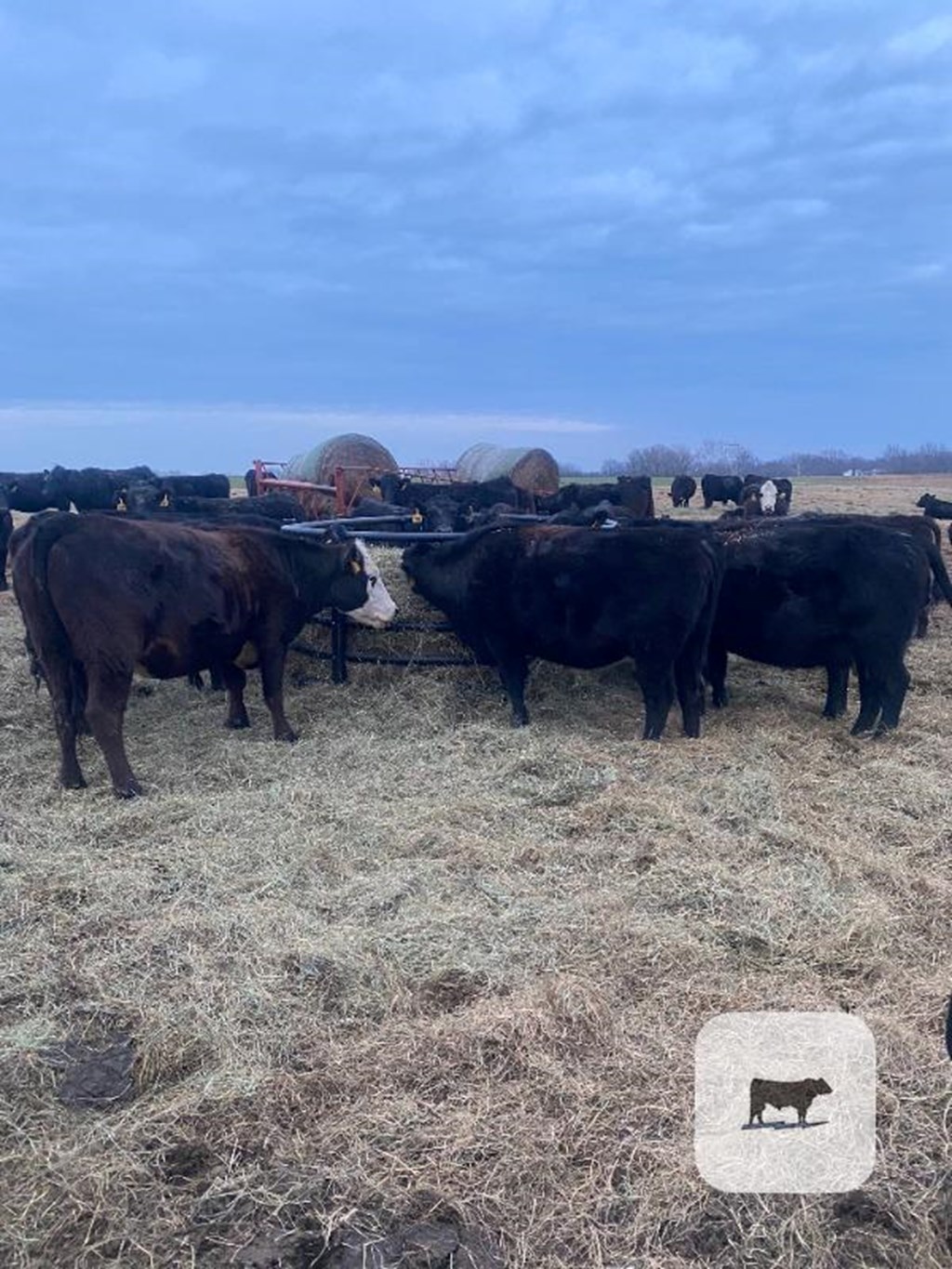 Cattle Range Listing Photo