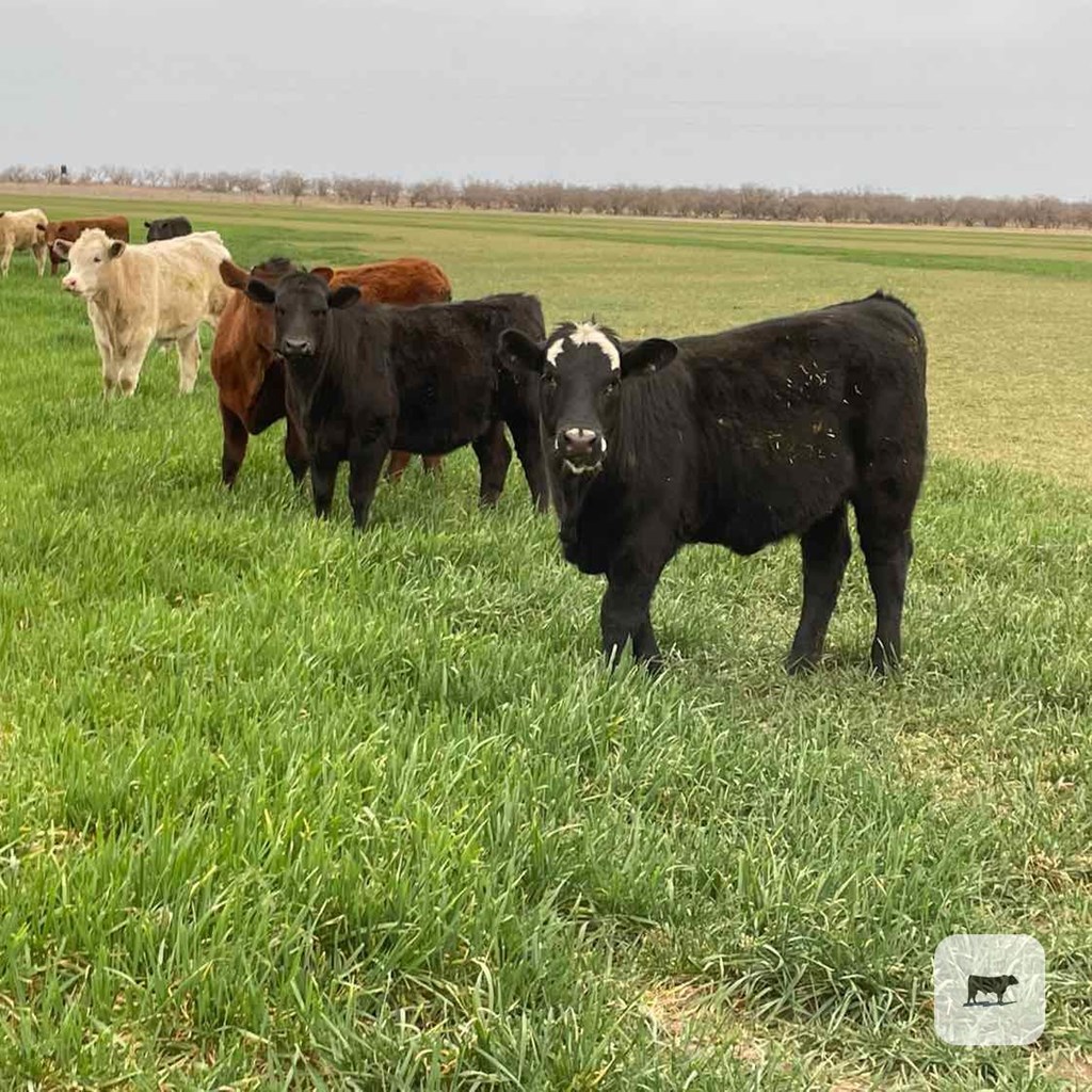 Cattle Range Listing Photo