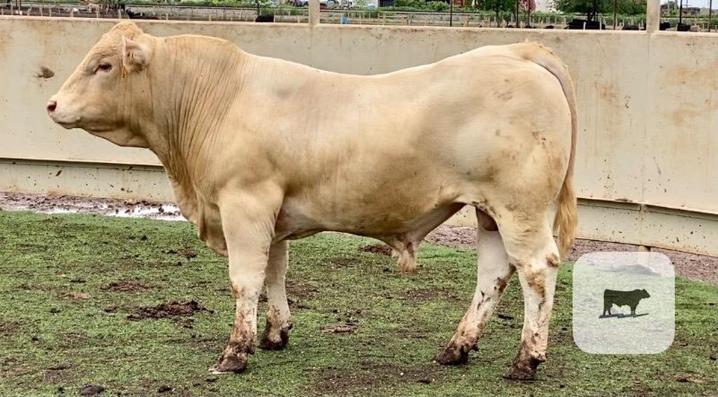 Cattle Range Listing Photo
