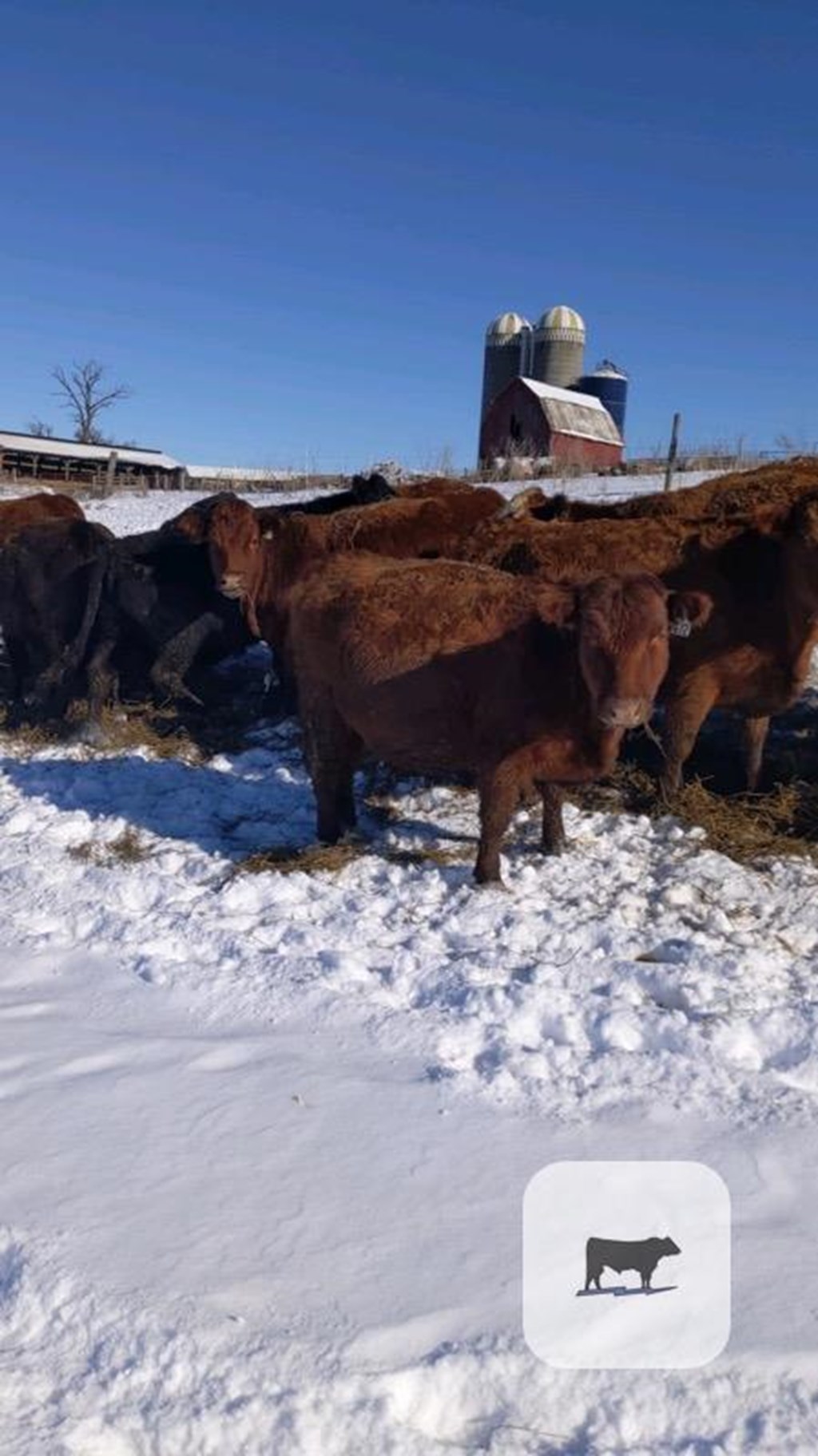 Cattle Range Listing Photo