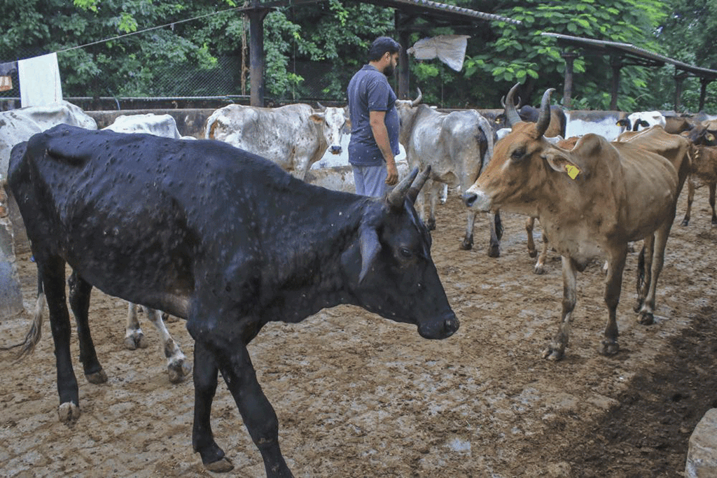 Virus kills 100,000 Cattle in India