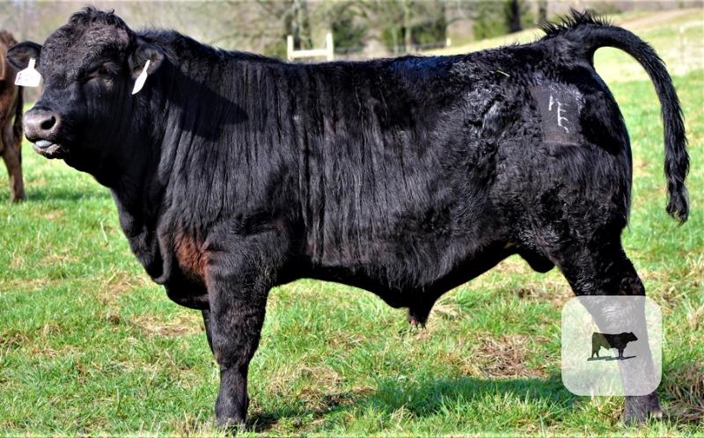 Cattle Range Listing Photo
