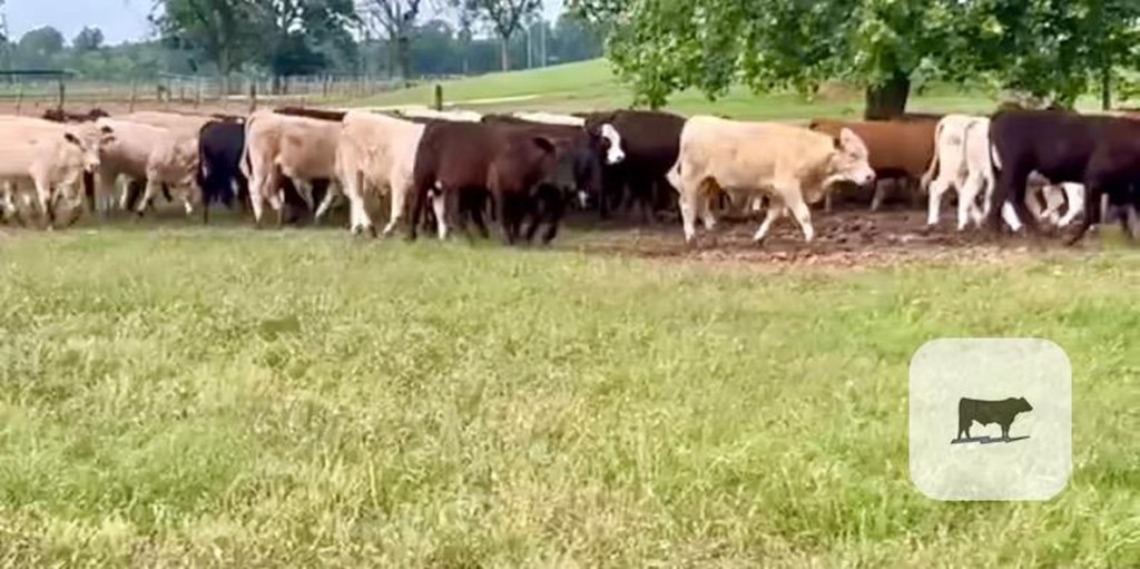 91 Angus, Angus Cross, Charolais & Charolais Cross Stocker Steers