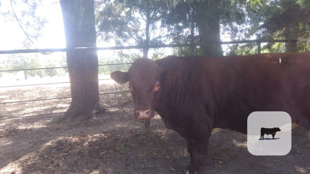 Cattle Range Listing Photo
