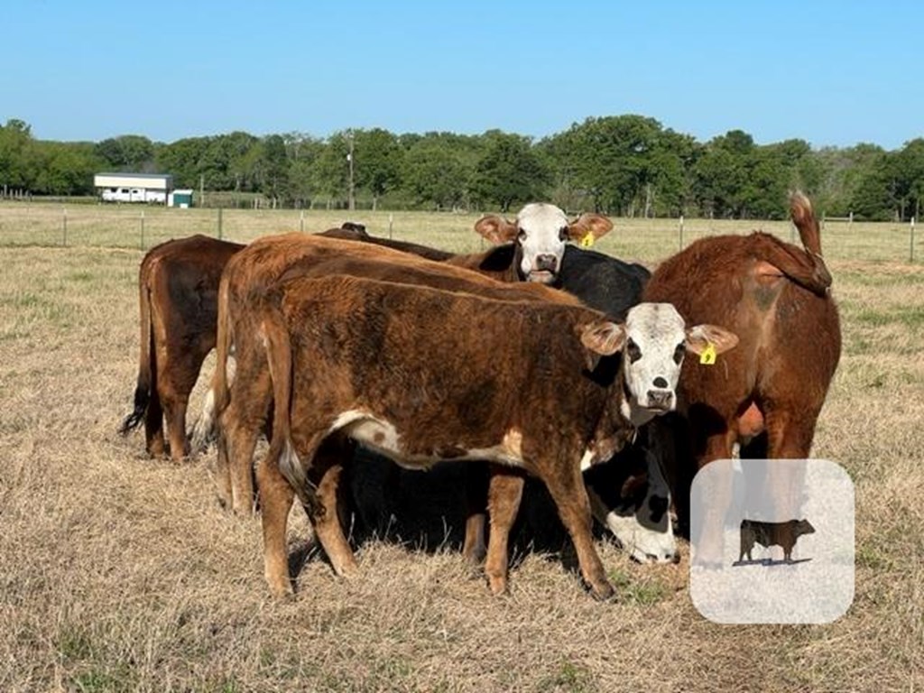 Cattle Range Listing Photo