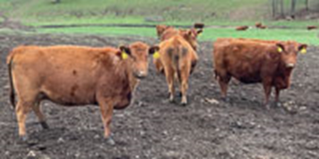 30 Red Angus & RWF Cows... Southwest MO