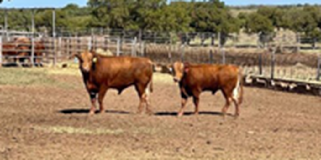 250	Reg. Red Wagyu Bulls... Southwest OK