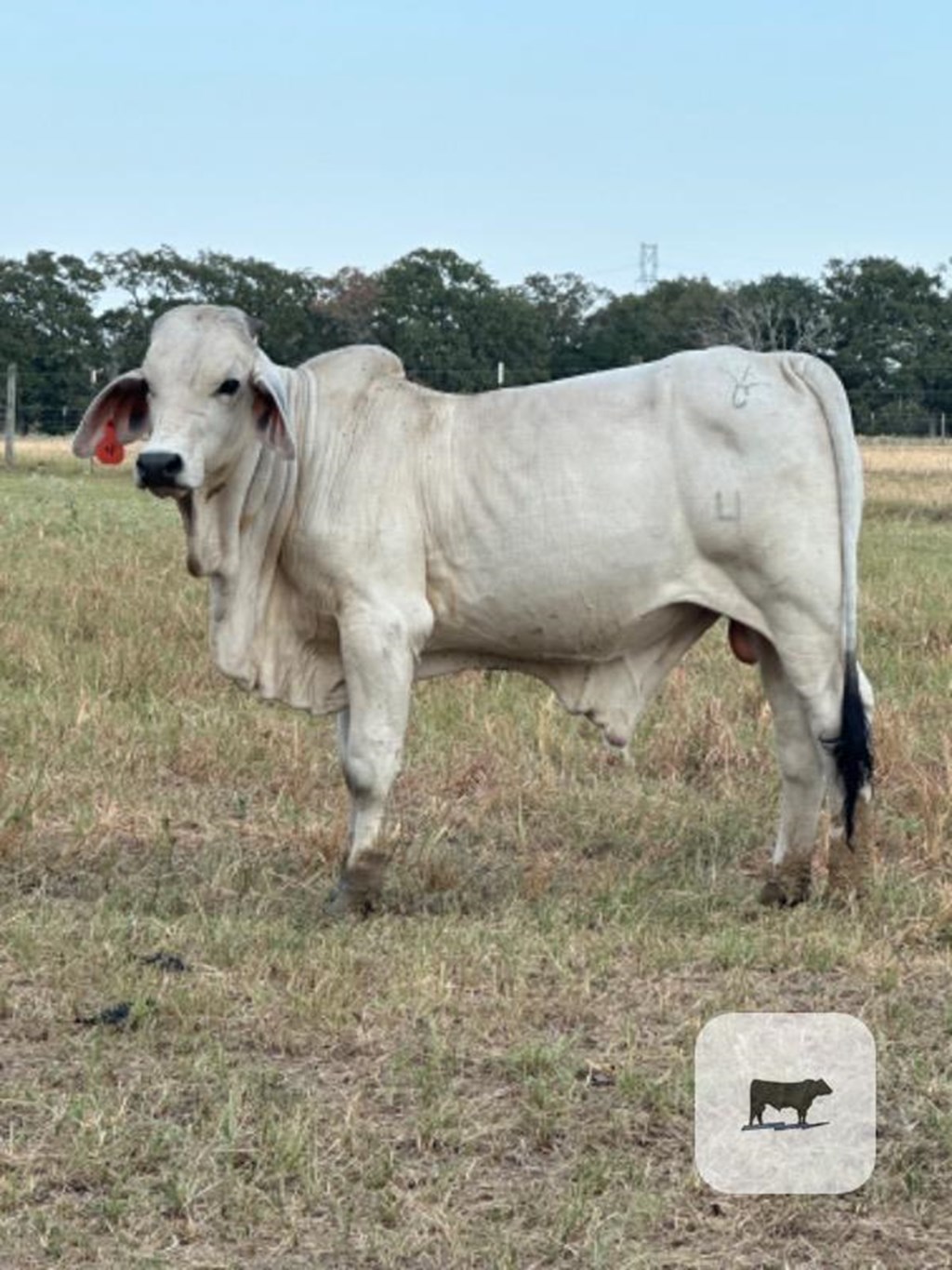 Cattle Range Listing Photo