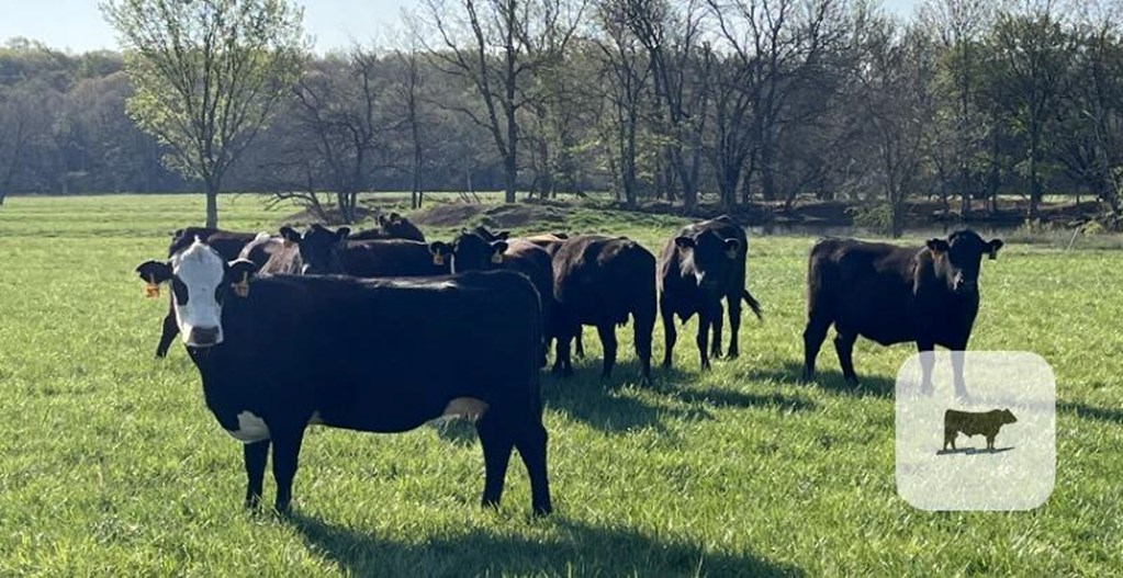 Cattle Range Listing Photo