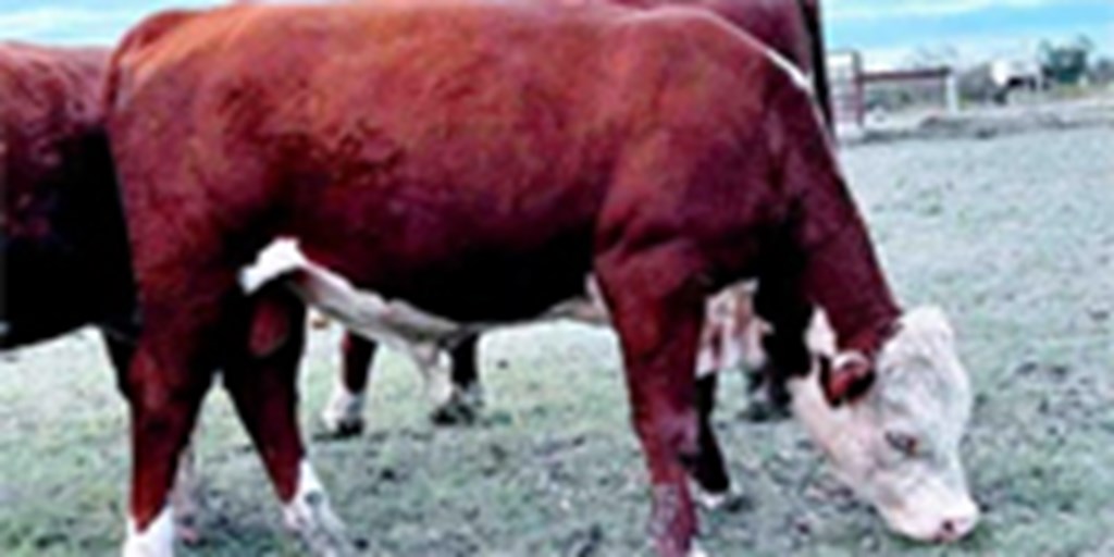 3 Reg. Polled Hereford Bulls... East TX