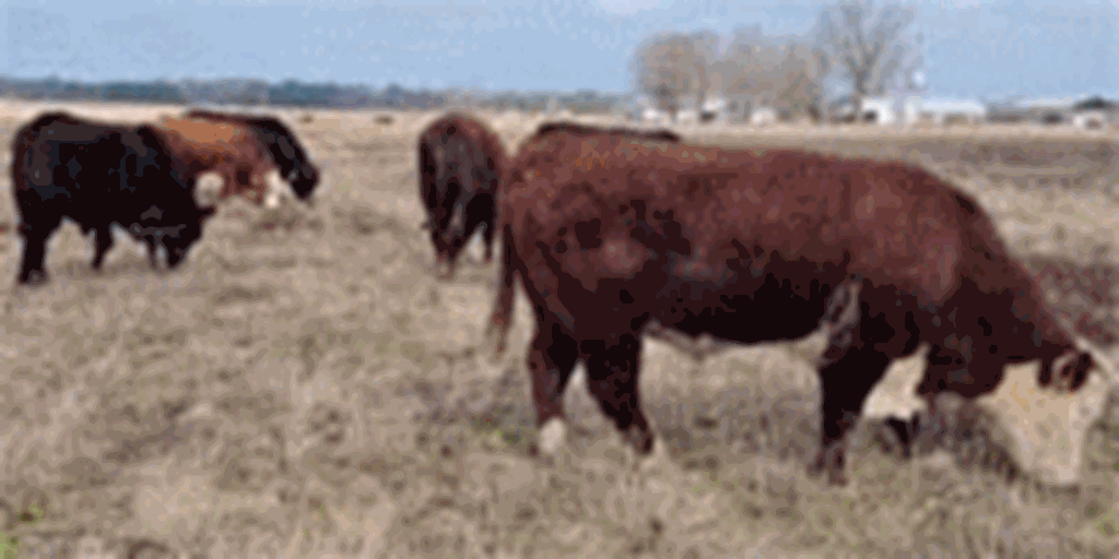 10 Reg. Hereford, Reg. Angus & Braford Bulls... Northwest LA