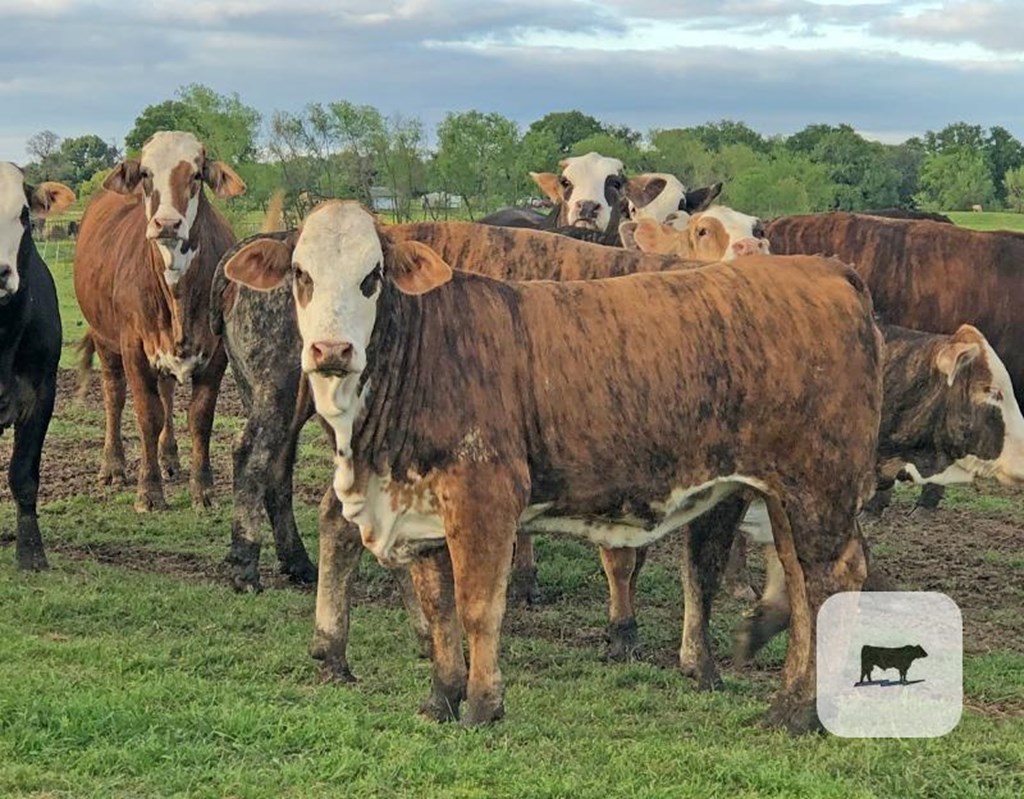 Cattle Range Listing Photo