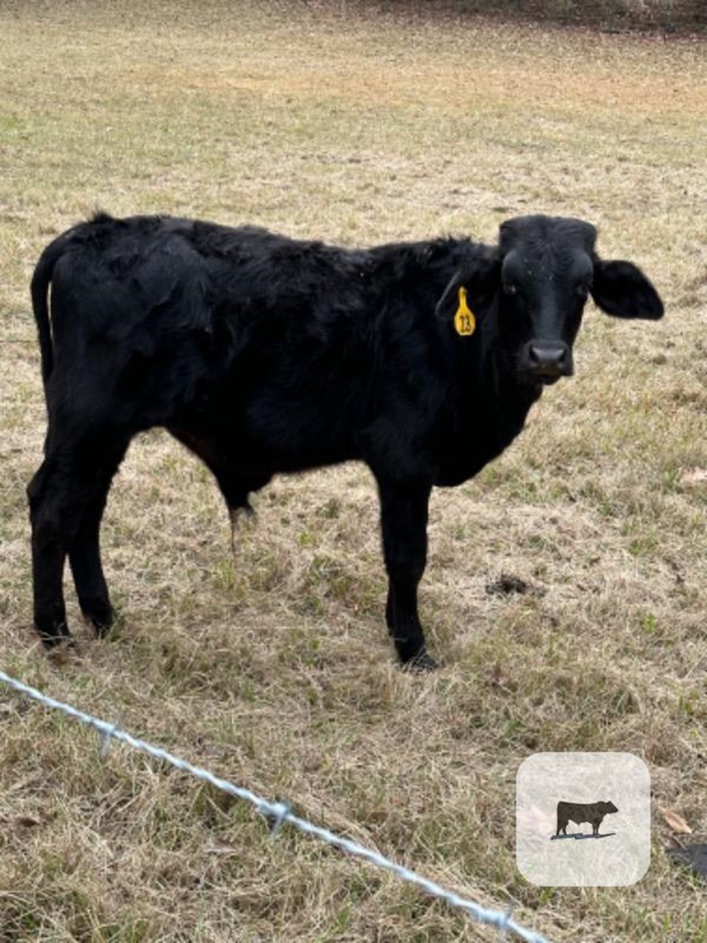 Cattle Range Listing Photo