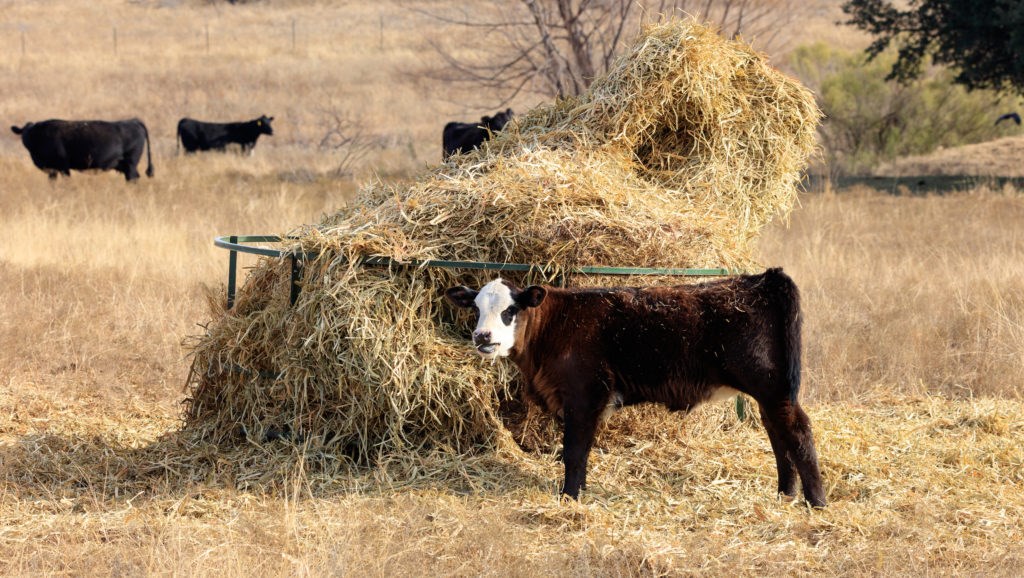 Nitrate Poisoning in Cattle