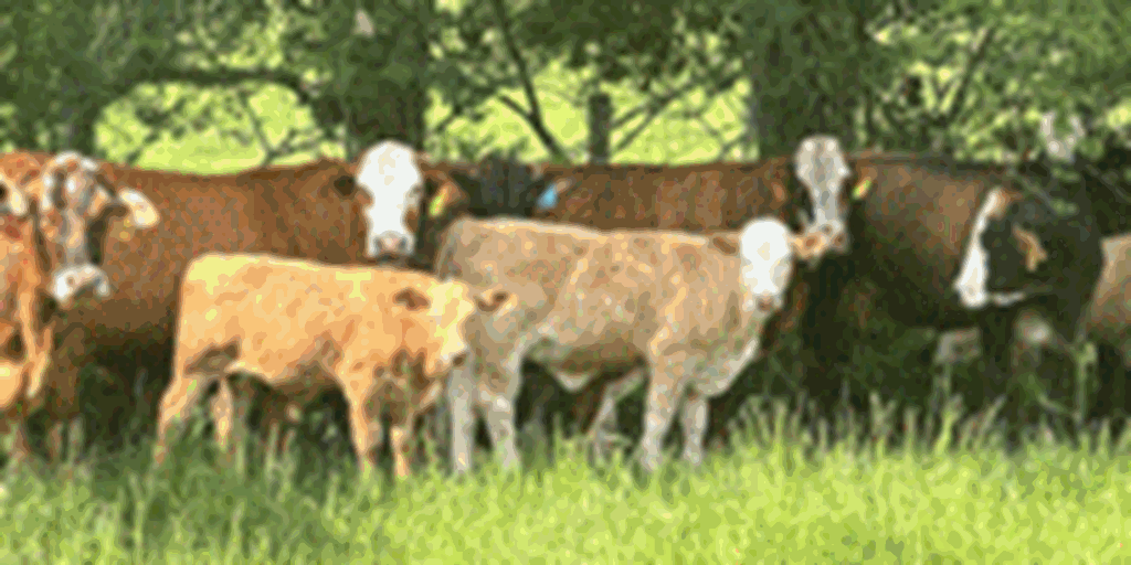 300	F1 Braford/Tigerstripe Cows w/ 250+ Calves... Southeast LA