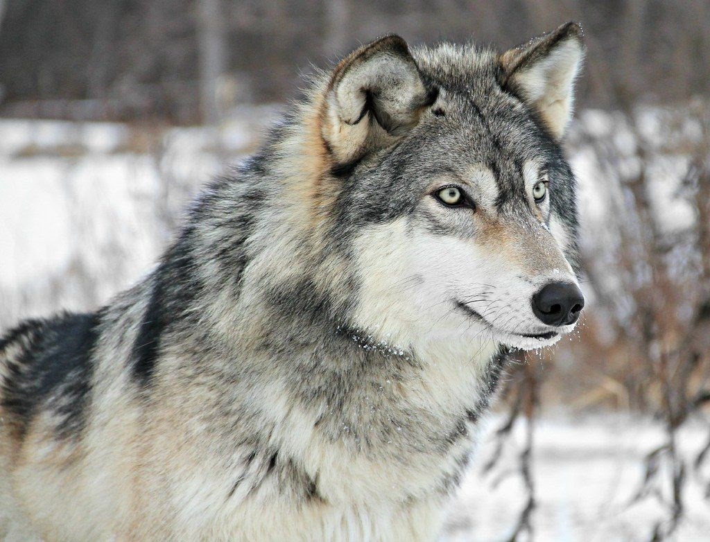 Putting Coyotes on Endangered List Could Save Rare Gray Wolf Species From Illegal Killings