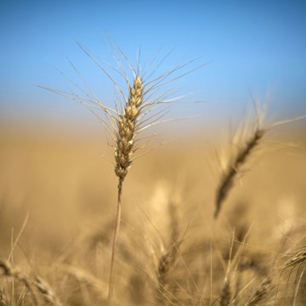 Wheat Conditions in Kansas Dropped in December; Mixed Elsewhere