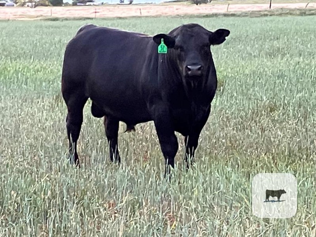 Cattle Range Listing Photo