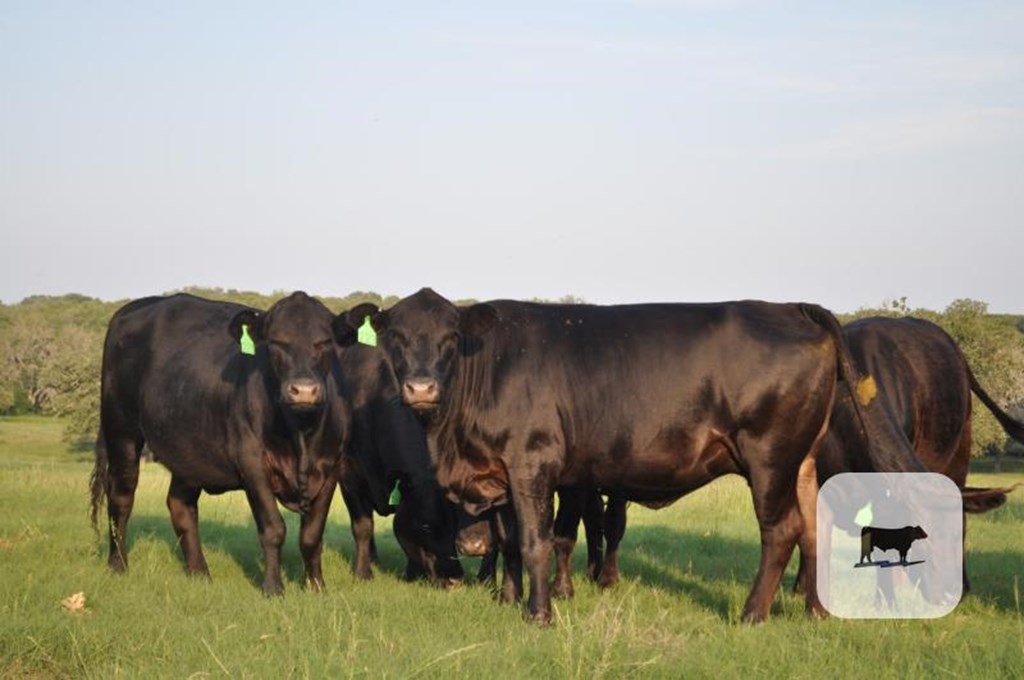 Cattle Range Listing Photo