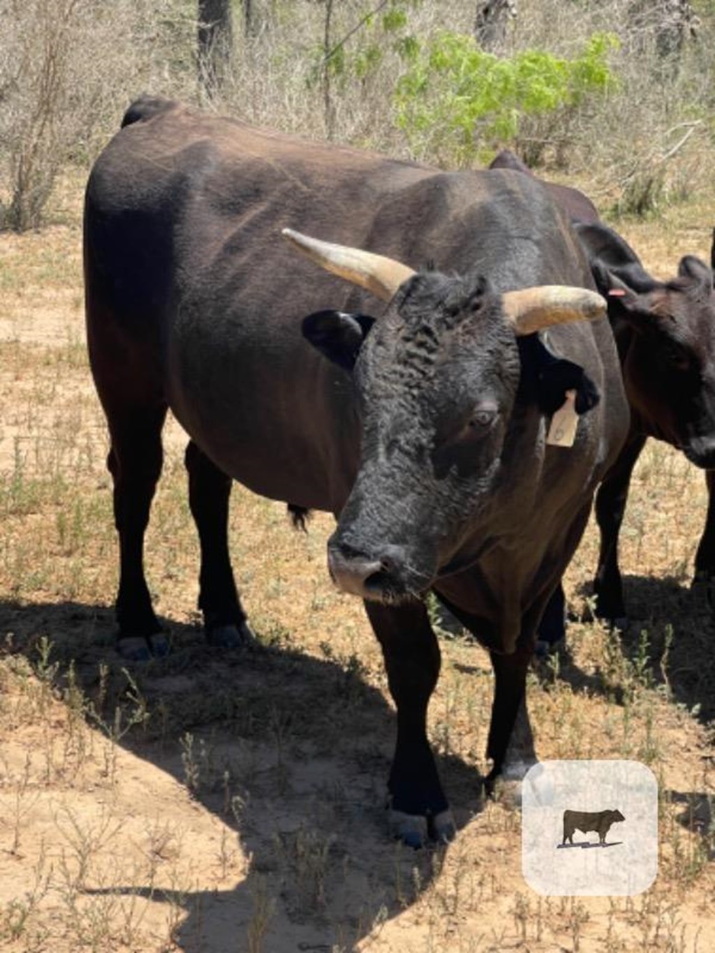 Cattle Range Listing Photo