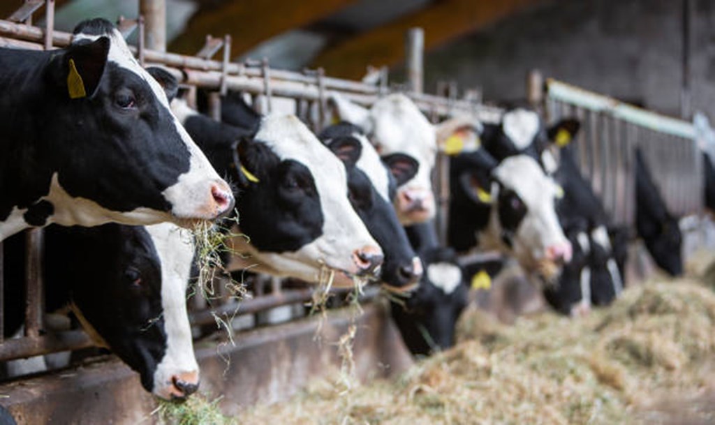 Heifers for Dairy Replacements vs. Milk Cows