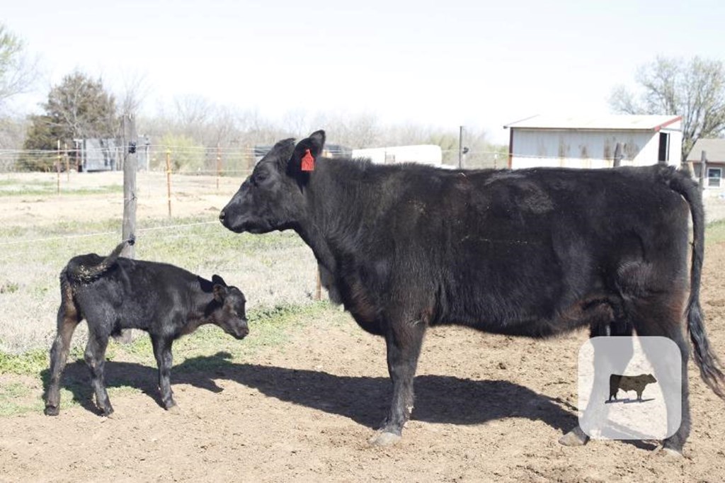 Cattle Range Listing Photo