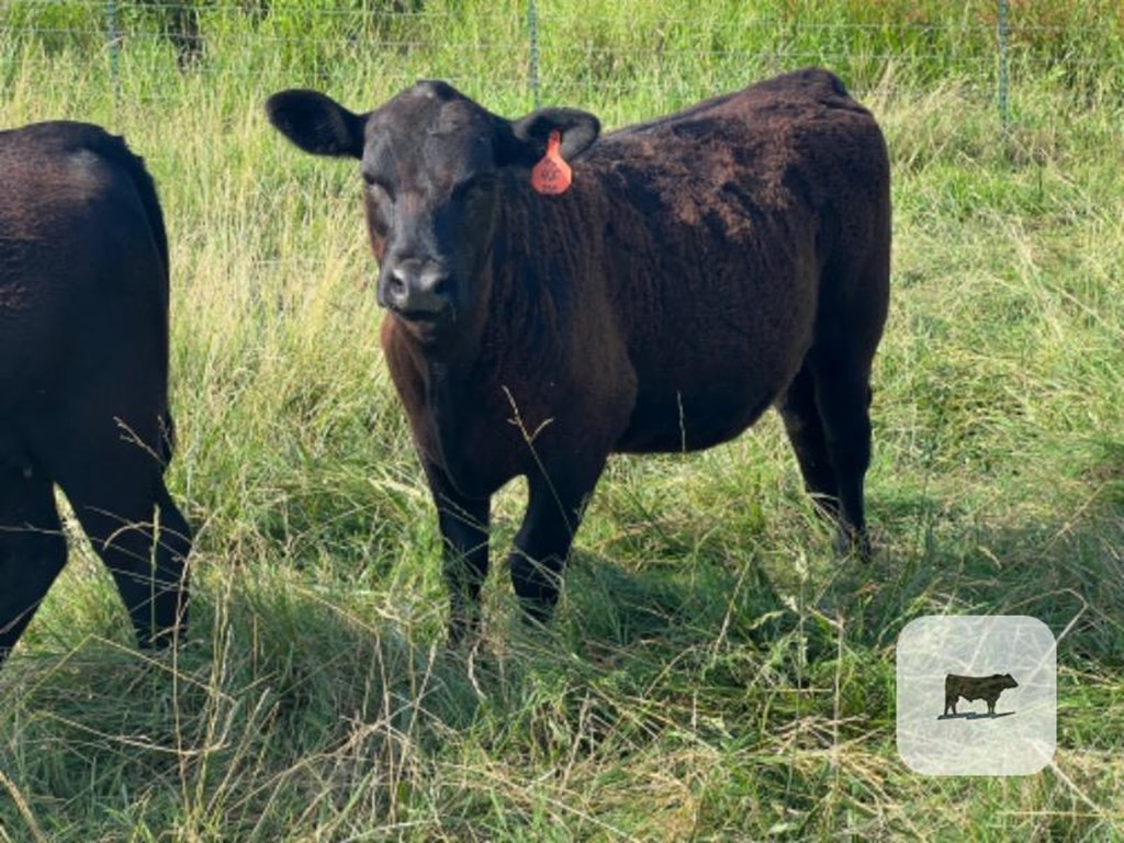 Cattle Range Listing Photo