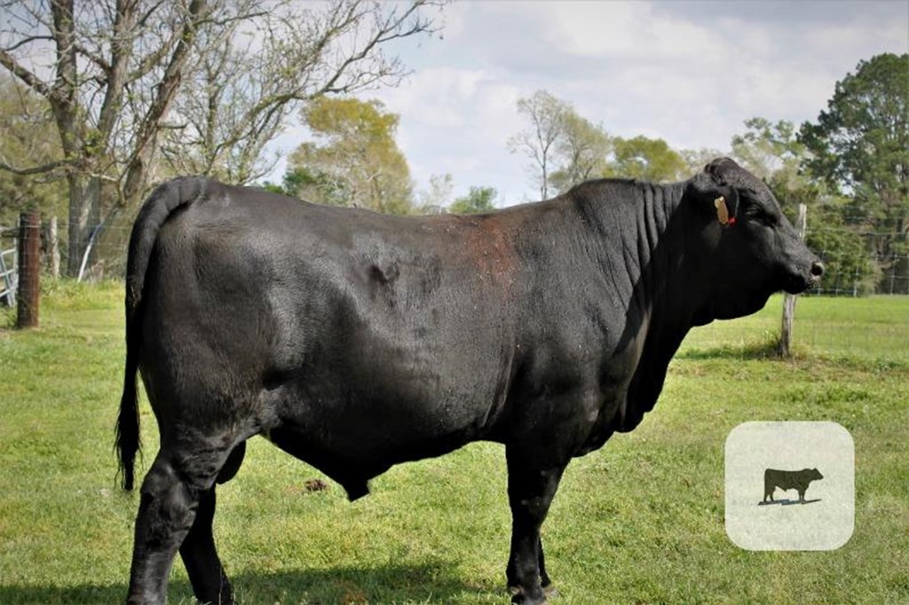 Cattle Range Listing Photo