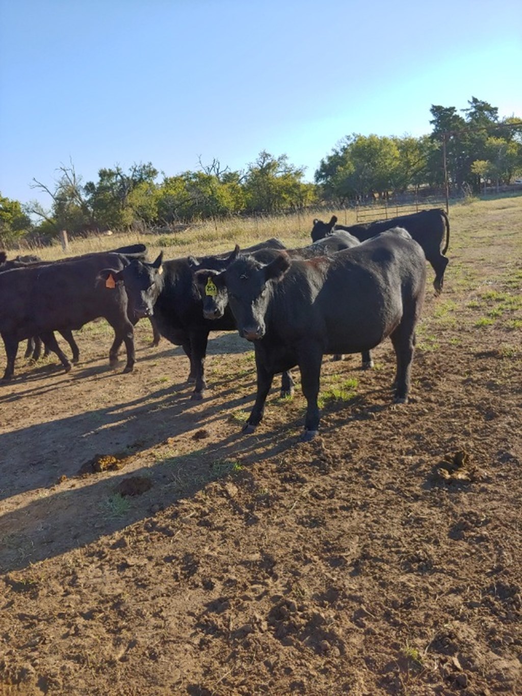 Cattle Range Listing Photo