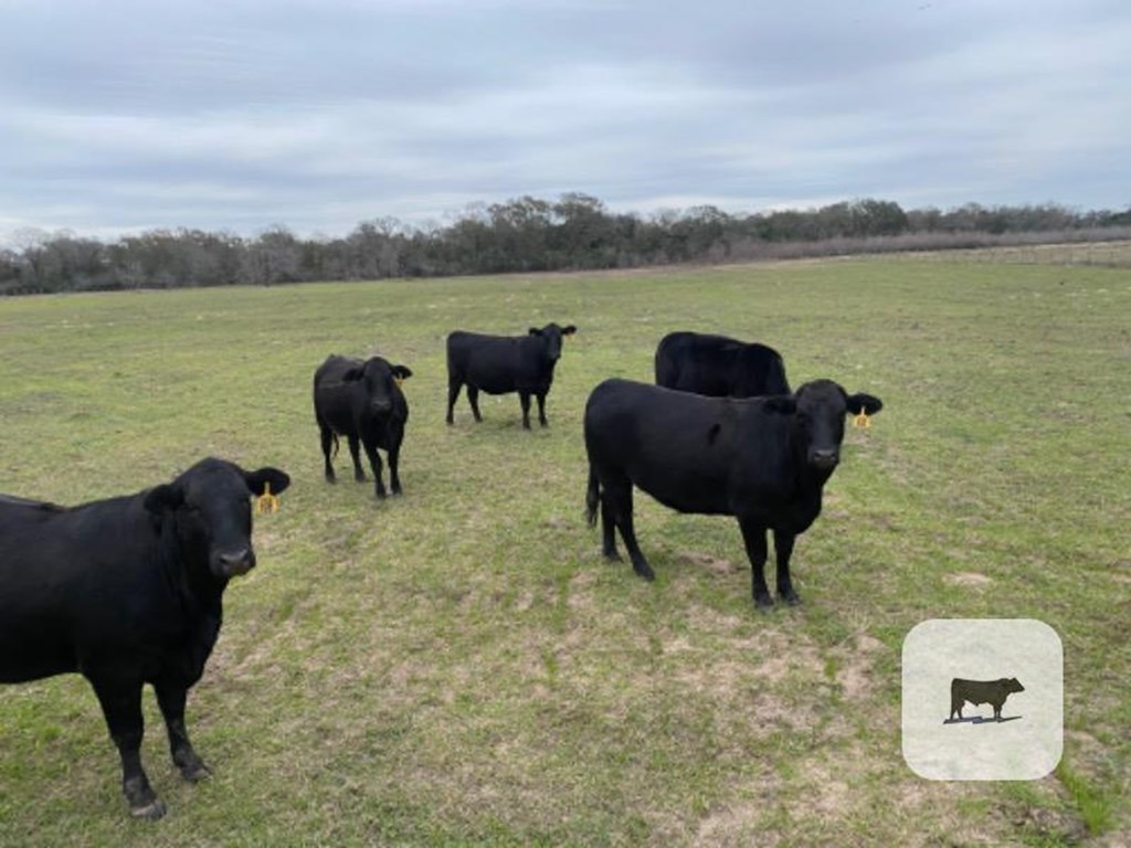 Cattle Range Listing Photo