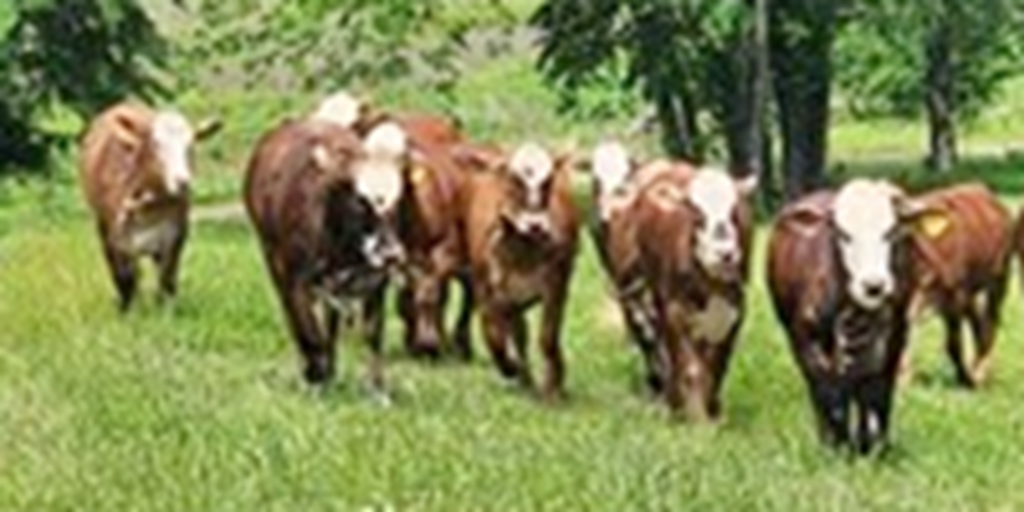 10 F1 Braford & Tigerstripe Bred Heifers... East TX