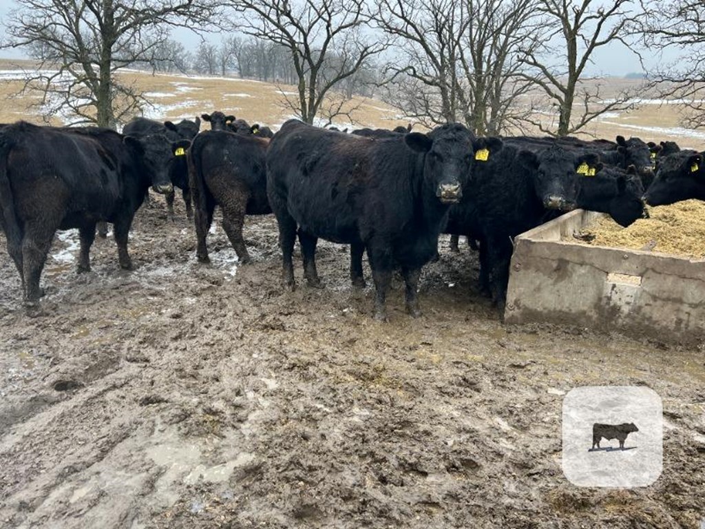 Cattle Range Listing Photo