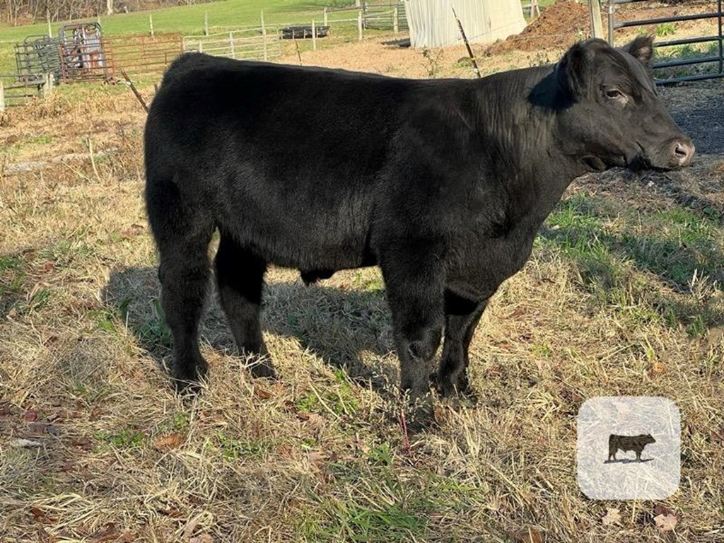 Cattle Range Listing Photo