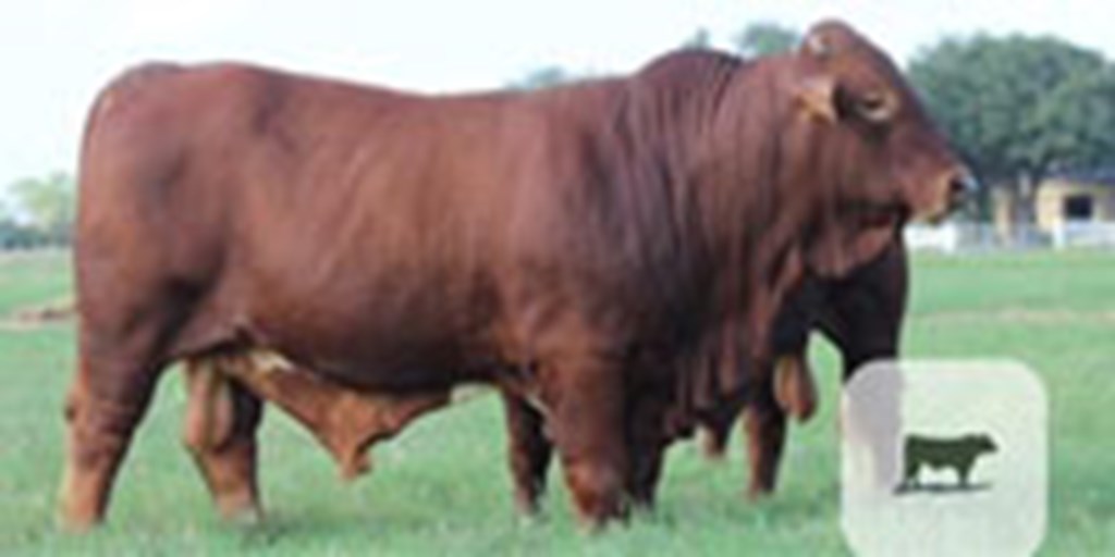 12 Reg. Beefmaster Bulls... South TX