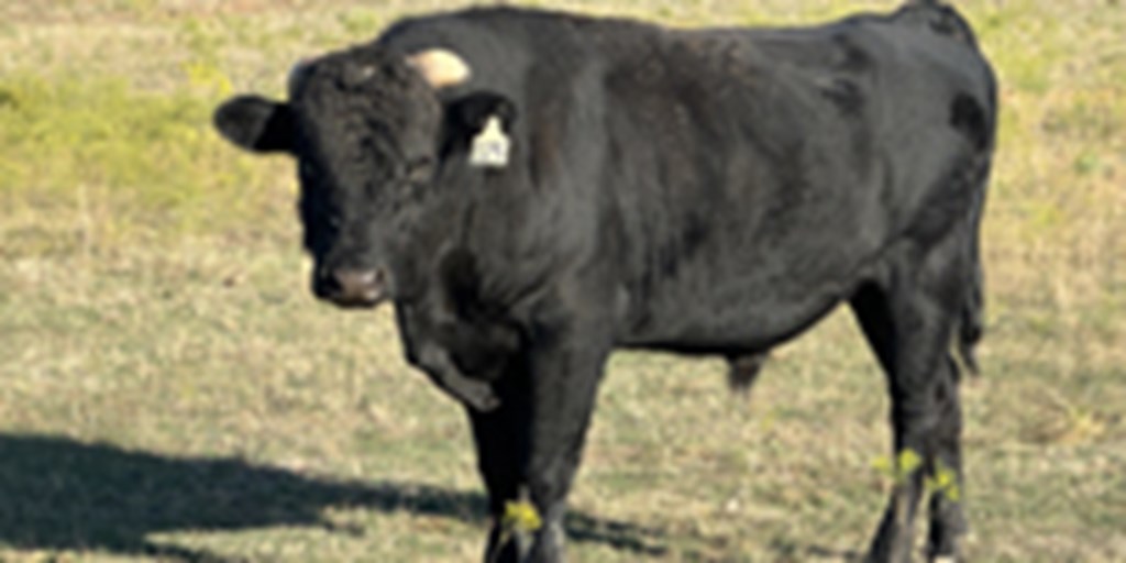 4 Reg. Wagyu Bulls... North TX