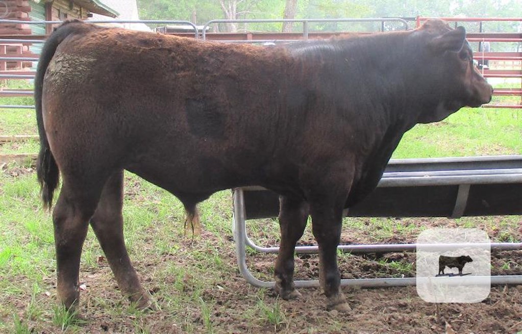Cattle Range Listing Photo