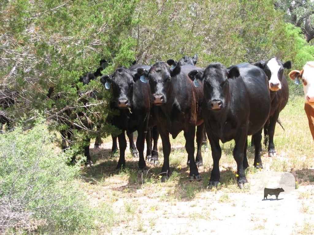 Cattle Range Listing Photo