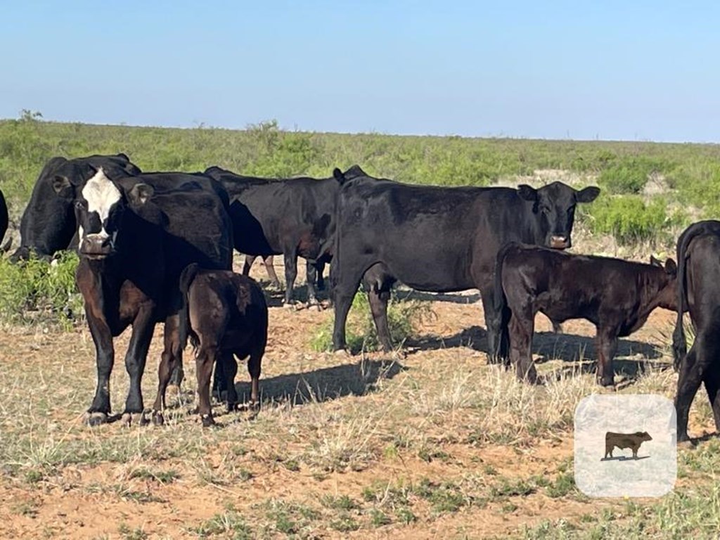 Cattle Range Listing Photo