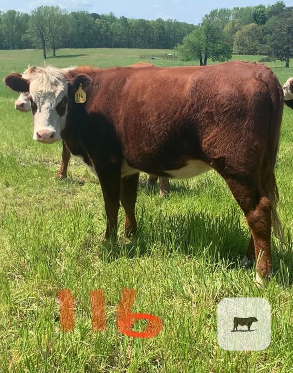 Cattle Range Listing Photo