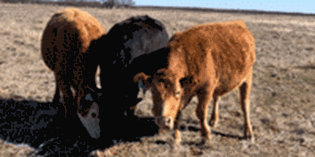 25 Akaushi/Angus 2nd-Calf Cows... North TX