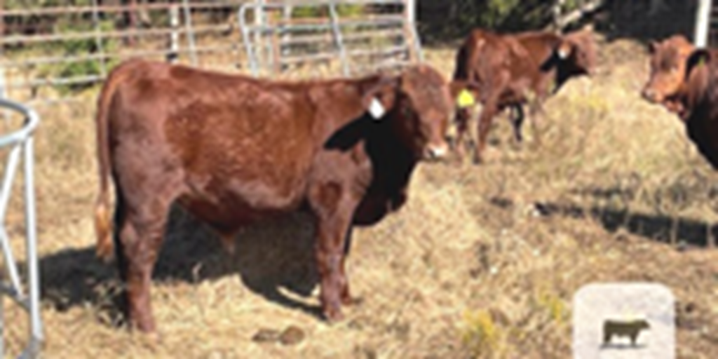 5 Reg. Beefmaster Bulls... Eastern TN