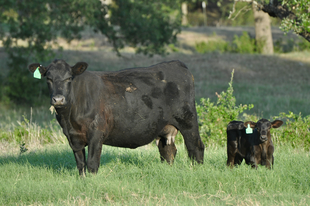 U.S. Cattle Market: 2023 compared to 2015