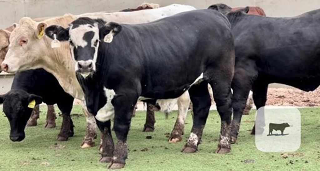 Listings Cattle Range