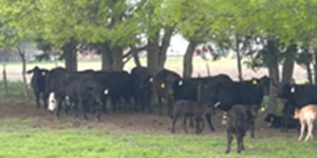 25 Angus Cross Pairs... N. Central TX