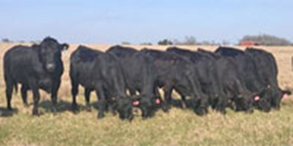 5 Brangus Bred Heifers... Central TX
