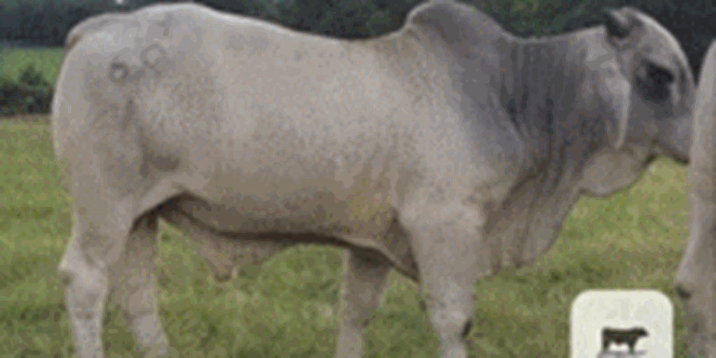 10 Reg. Brahman Bulls... Southeast OK